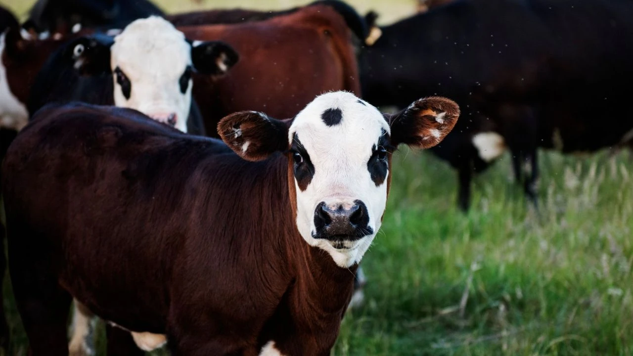 Bakanlık'tan hayvancılıkla uğraşanlara müjde! 15 milyon büyükbaş havyan kurtarıldı - 3. Resim