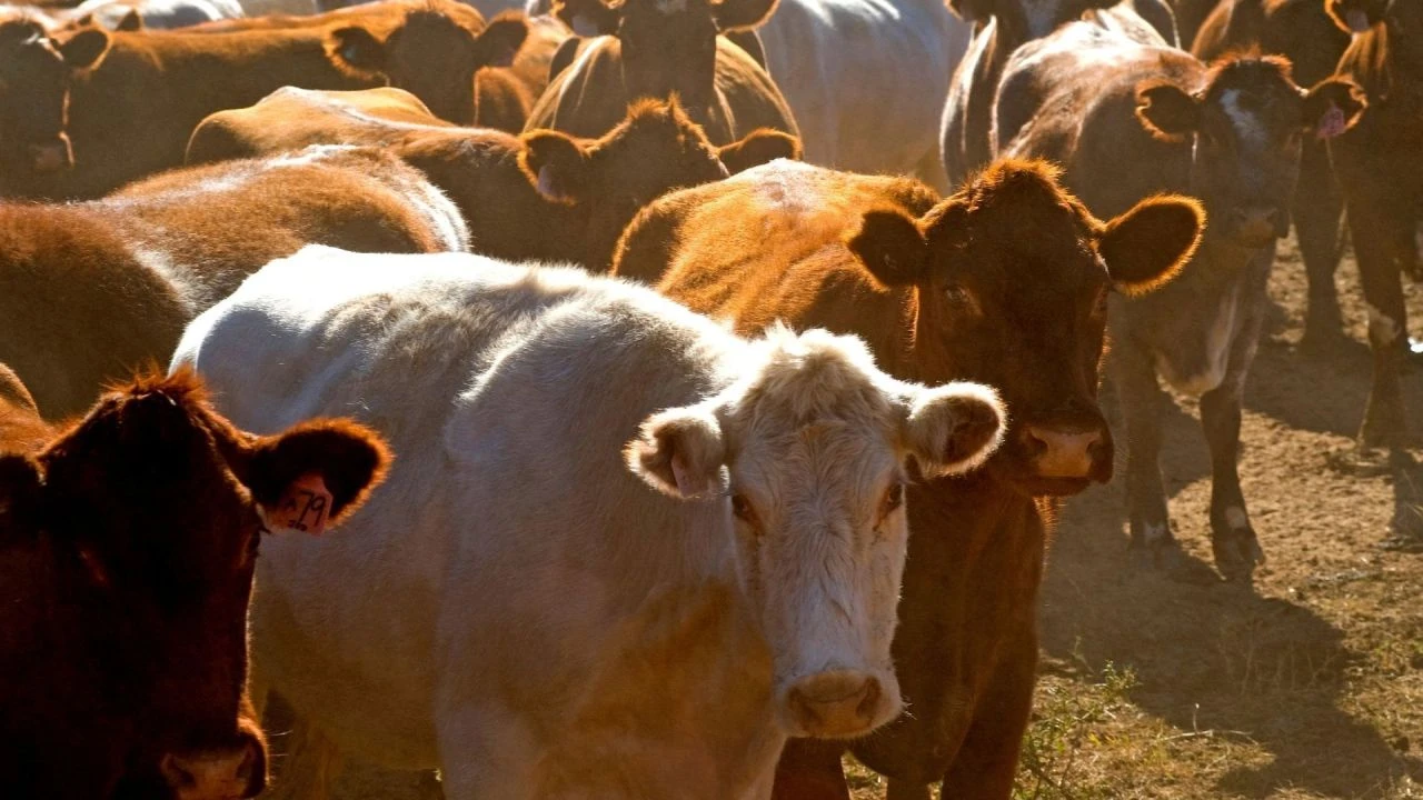 Bakanlık'tan hayvancılıkla uğraşanlara müjde! 15 milyon büyükbaş havyan kurtarıldı - 2. Resim