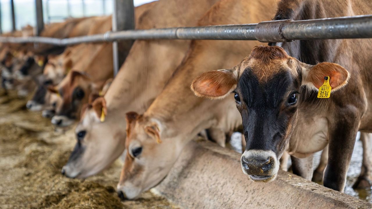 Bakanlık&#039;tan hayvancılıkla uğraşanlara müjde! 15 milyon büyükbaş havyan kurtarıldı