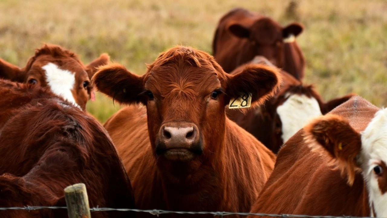 Bakanlık'tan hayvancılıkla uğraşanlara müjde! 15 milyon büyükbaş havyan kurtarıldı - 1. Resim