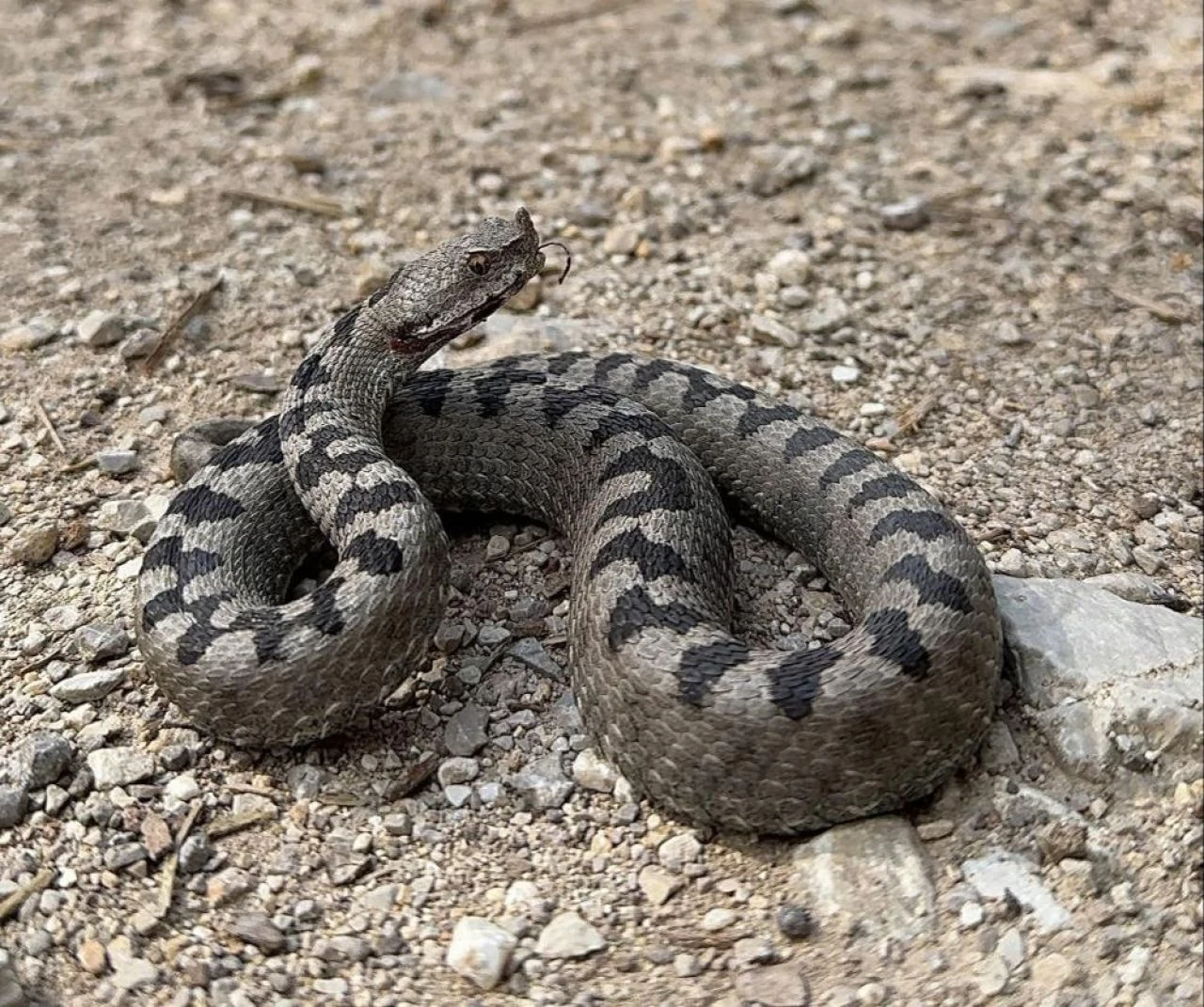 Bolu'da görülen yılan şehri ürküttü: Isırdı mı, öldürüyor!