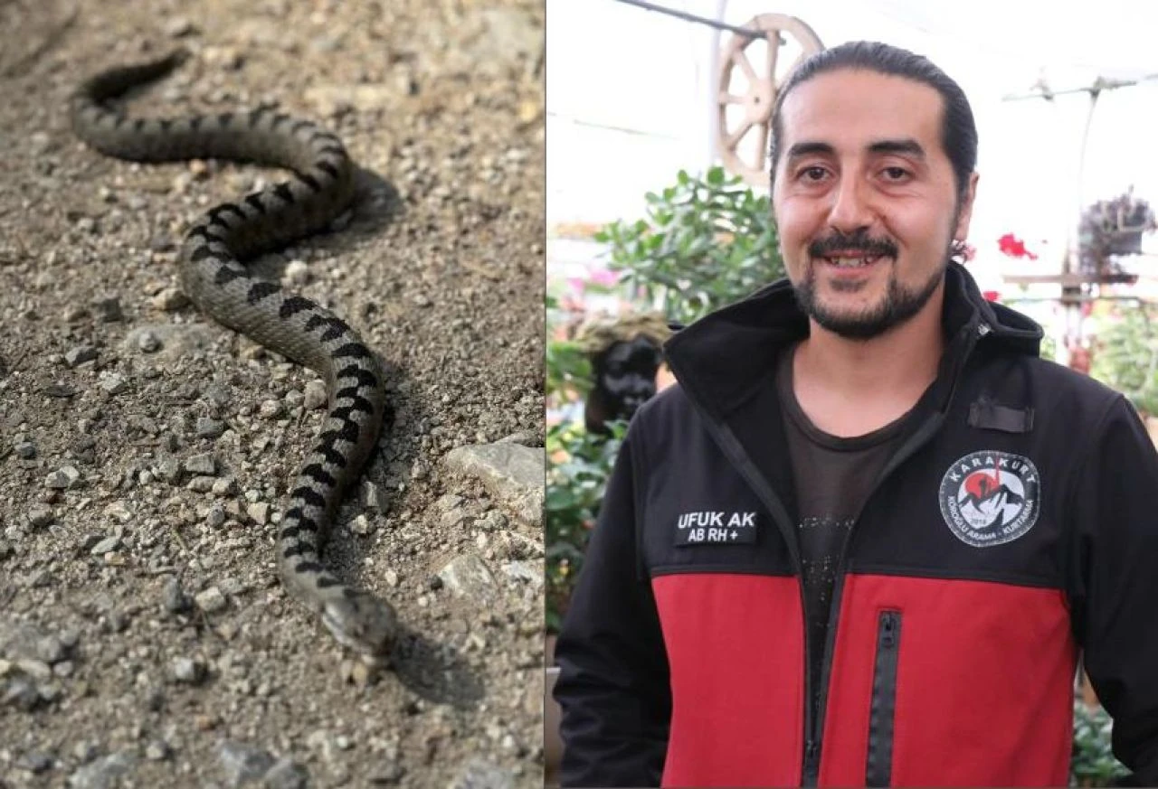 Bolu'da görülen yılan şehri ürküttü: Isırdı mı, öldürüyor!