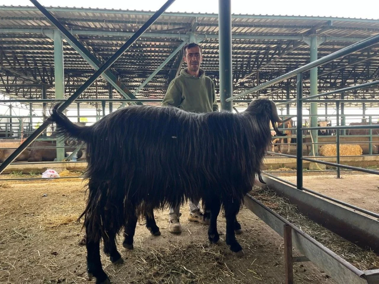 Bu keçi danalara rakip oldu! Boyunu gören gözlerine inanamıyor