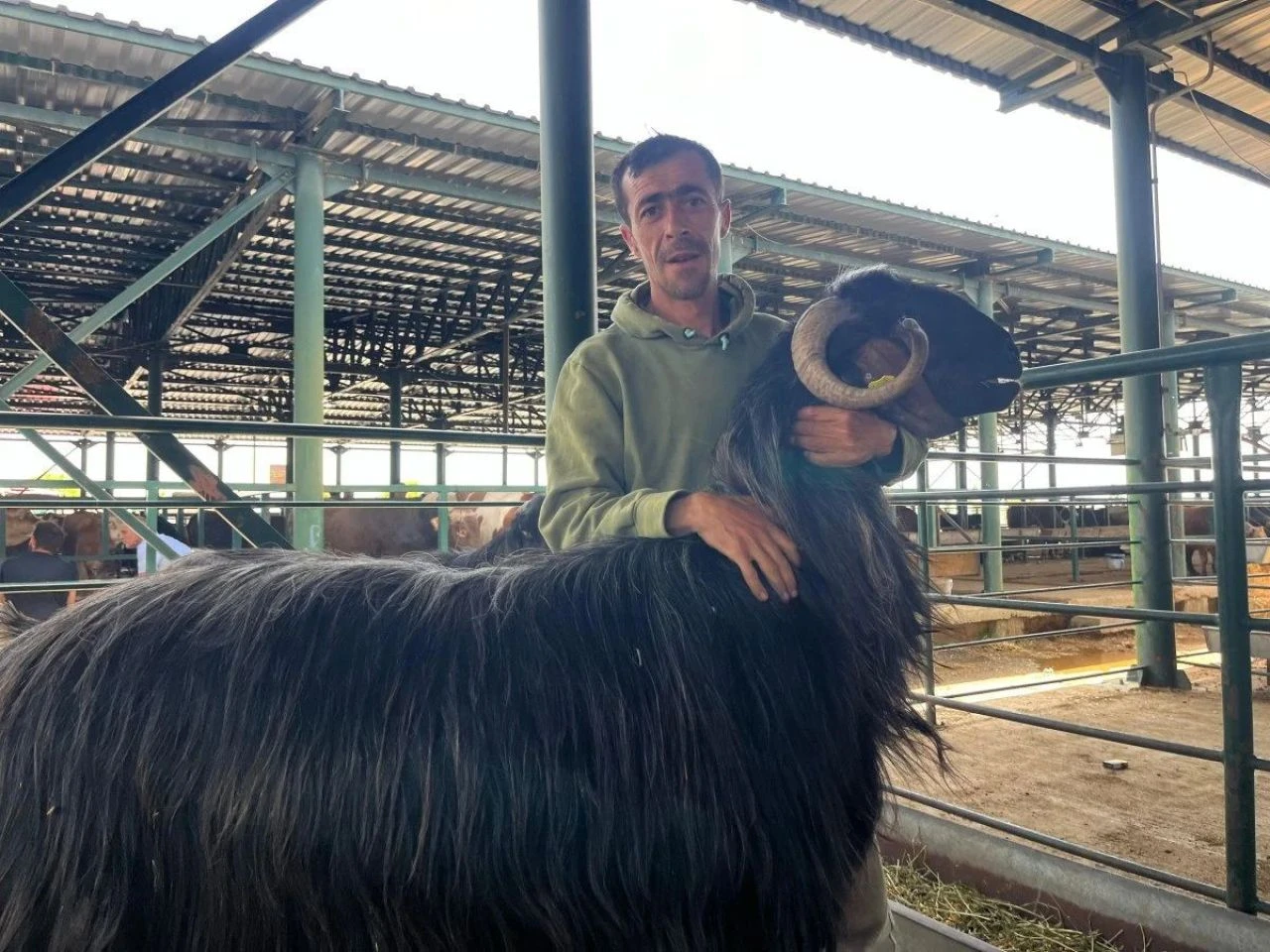Bu keçi danalara rakip oldu! Boyunu gören gözlerine inanamıyor