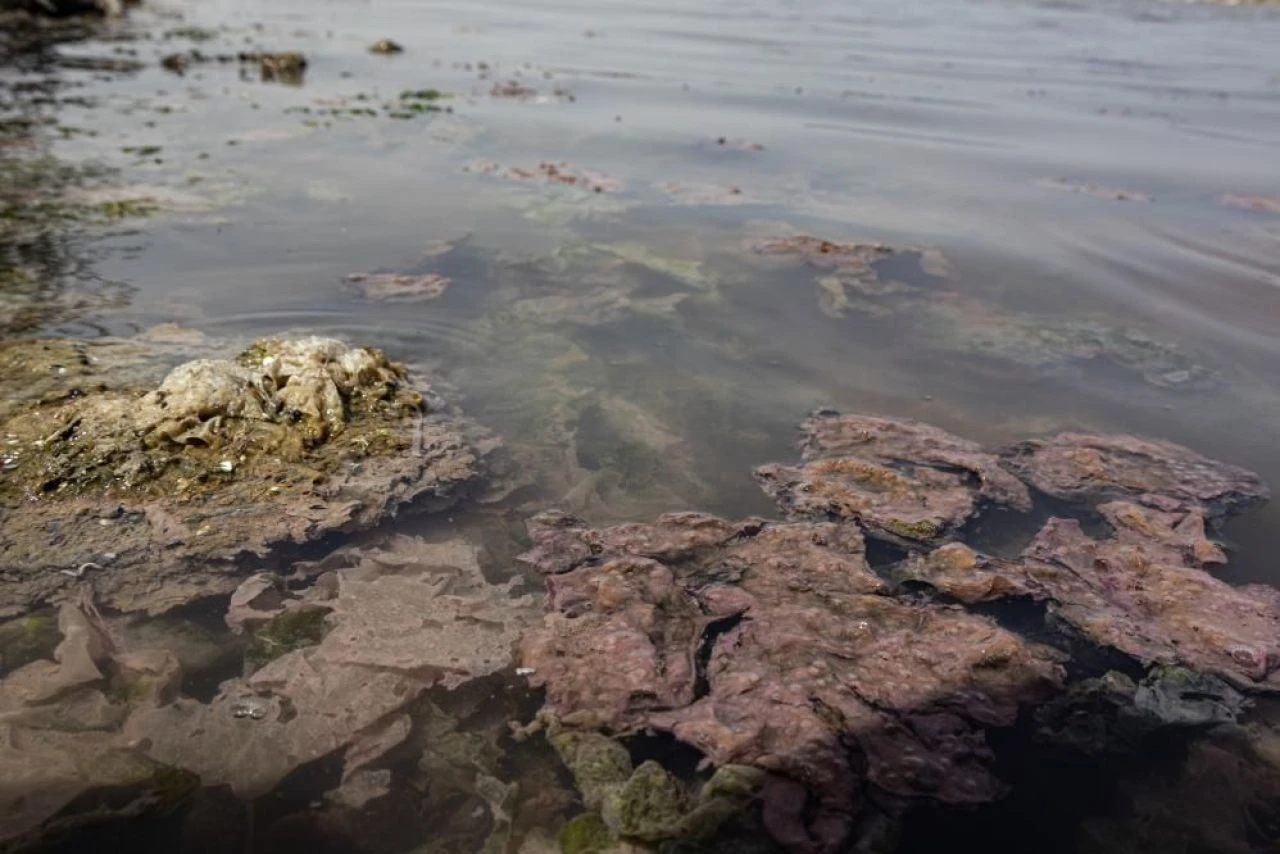İzmir'de denizde ürküten görüntü! Rengi değişti, kötü kokular yayıldı