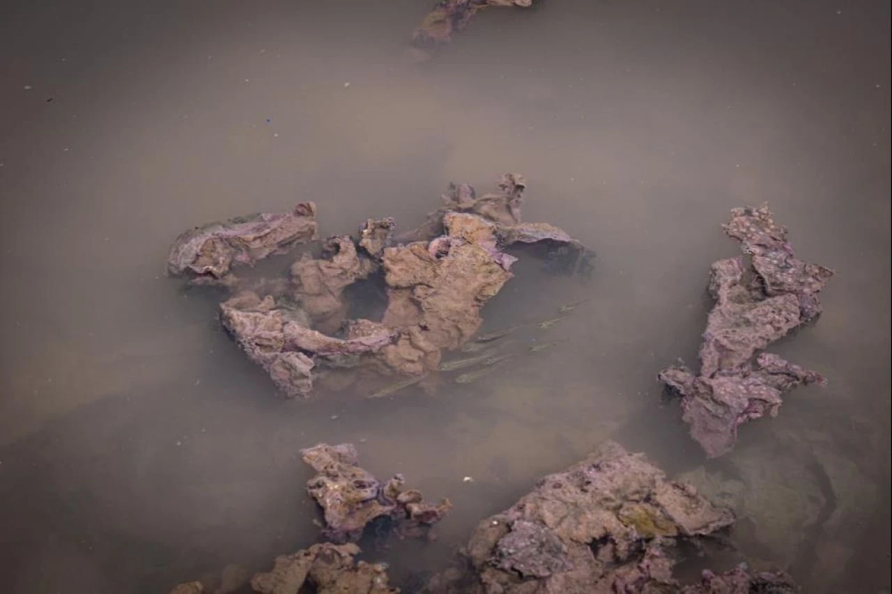 İzmir'de denizde ürküten görüntü! Rengi değişti, kötü kokular yayıldı