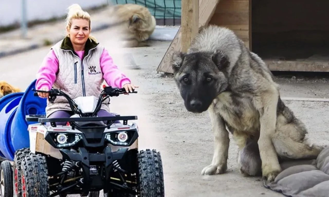 Hayvanların sırtından servet kazanmıştı: Buket Özgünlü hakkında korkunç iddialar: Köpekleri bilerek sakat bıraktı!