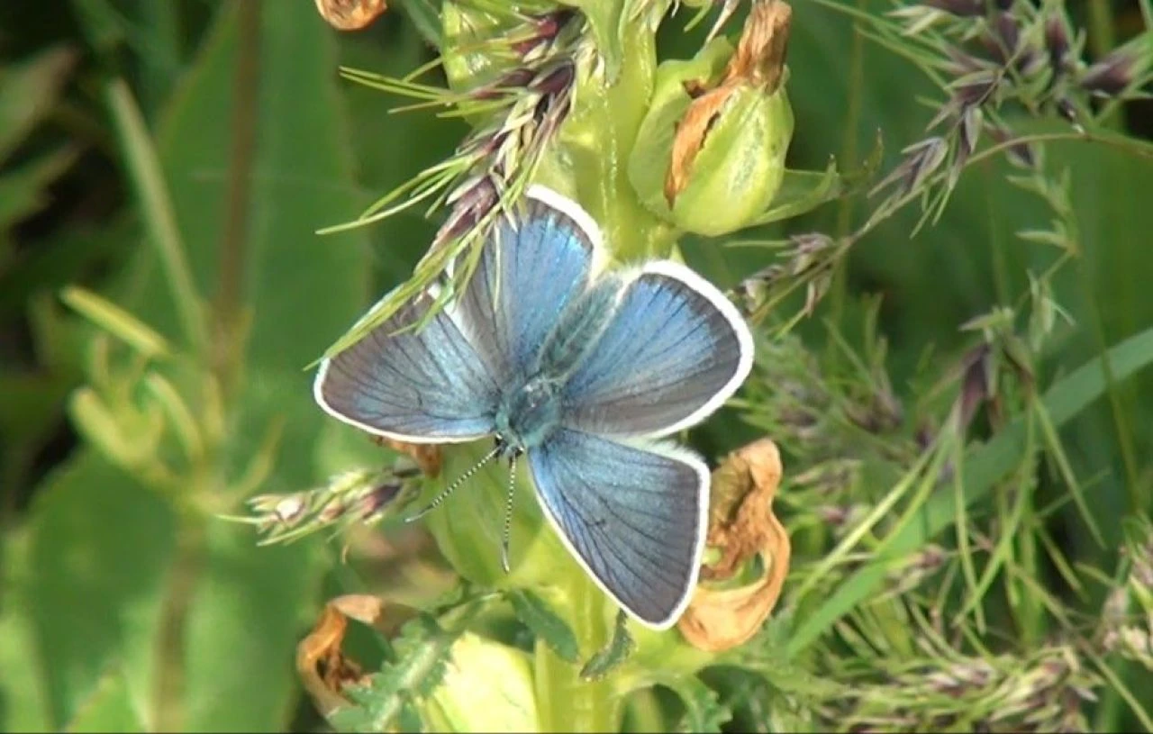 Sadece 4 ilde yaşıyor! 'Çokgözlü Diana Mavisi' 2 bin 150 rakımlı yaylada ortaya çıktı
