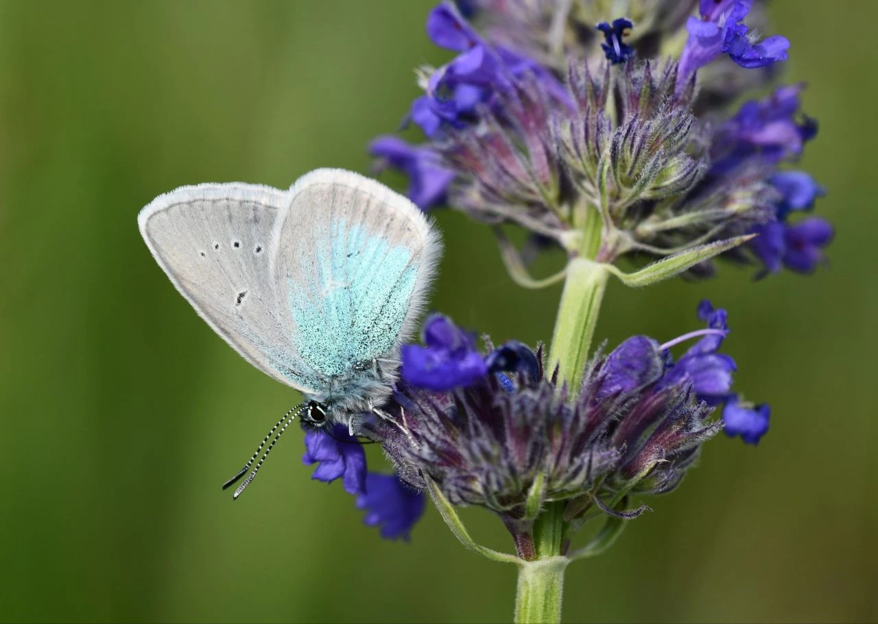 Sadece 4 ilde yaşıyor! 'Çokgözlü Diana Mavisi' 2 bin 150 rakımlı yaylada ortaya çıktı
