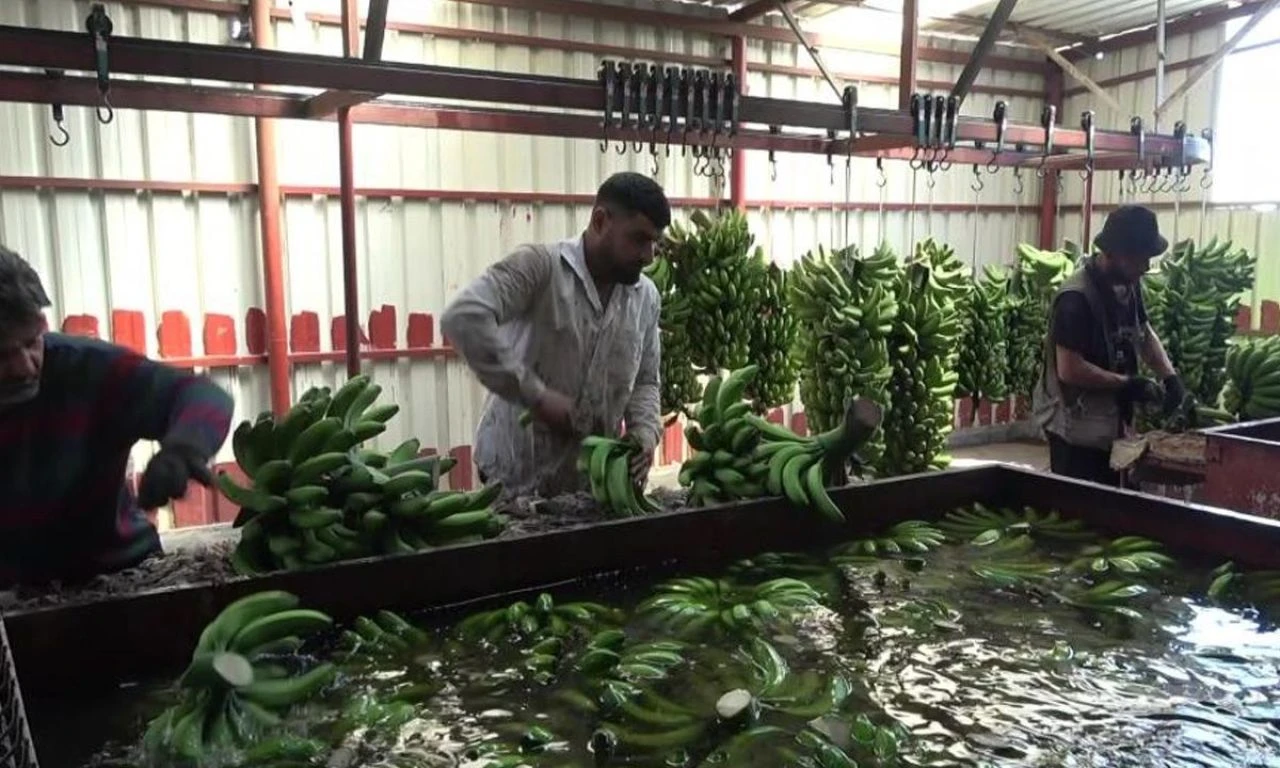 Serada yetiştirilen muzda hasat başladı! 32 TL'den alıcı buluyor - 2. Resim