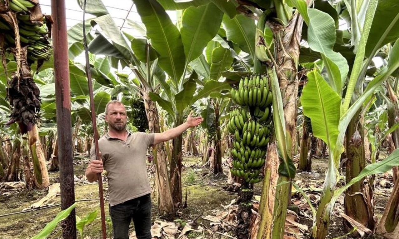 Serada yetiştirilen muzda hasat başladı! 32 TL'den alıcı buluyor - 1. Resim