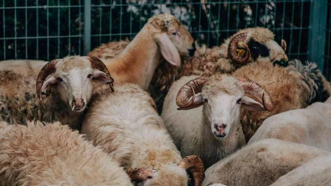 İzmir'de 2024 yılı kurban kesim yerleri açıklandı! Karşıyaka, Bornova ve Konak'ta kurulacak