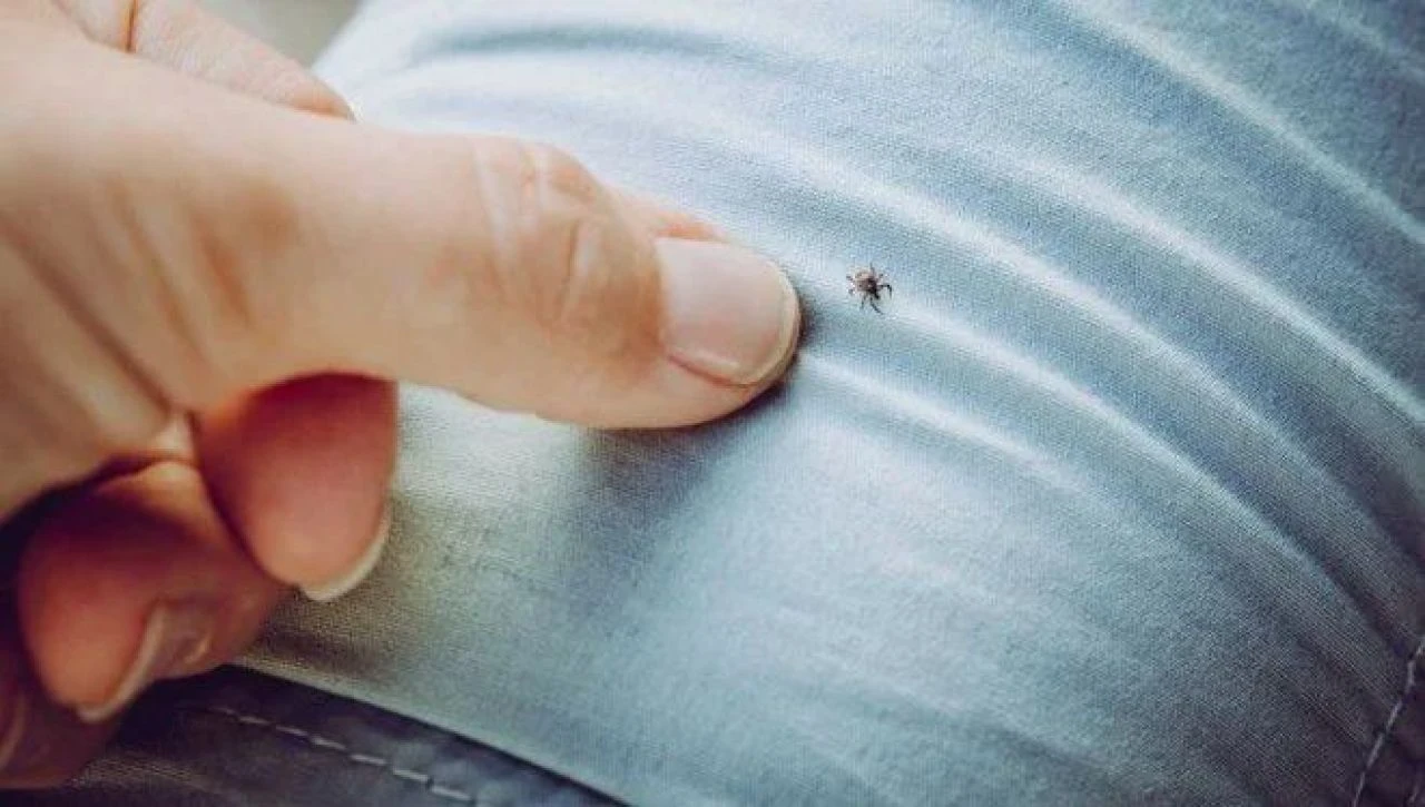 Kene kâbusu yurdu sarıyor! Yetkililerden İstanbul uyarısı.. - 1. Resim