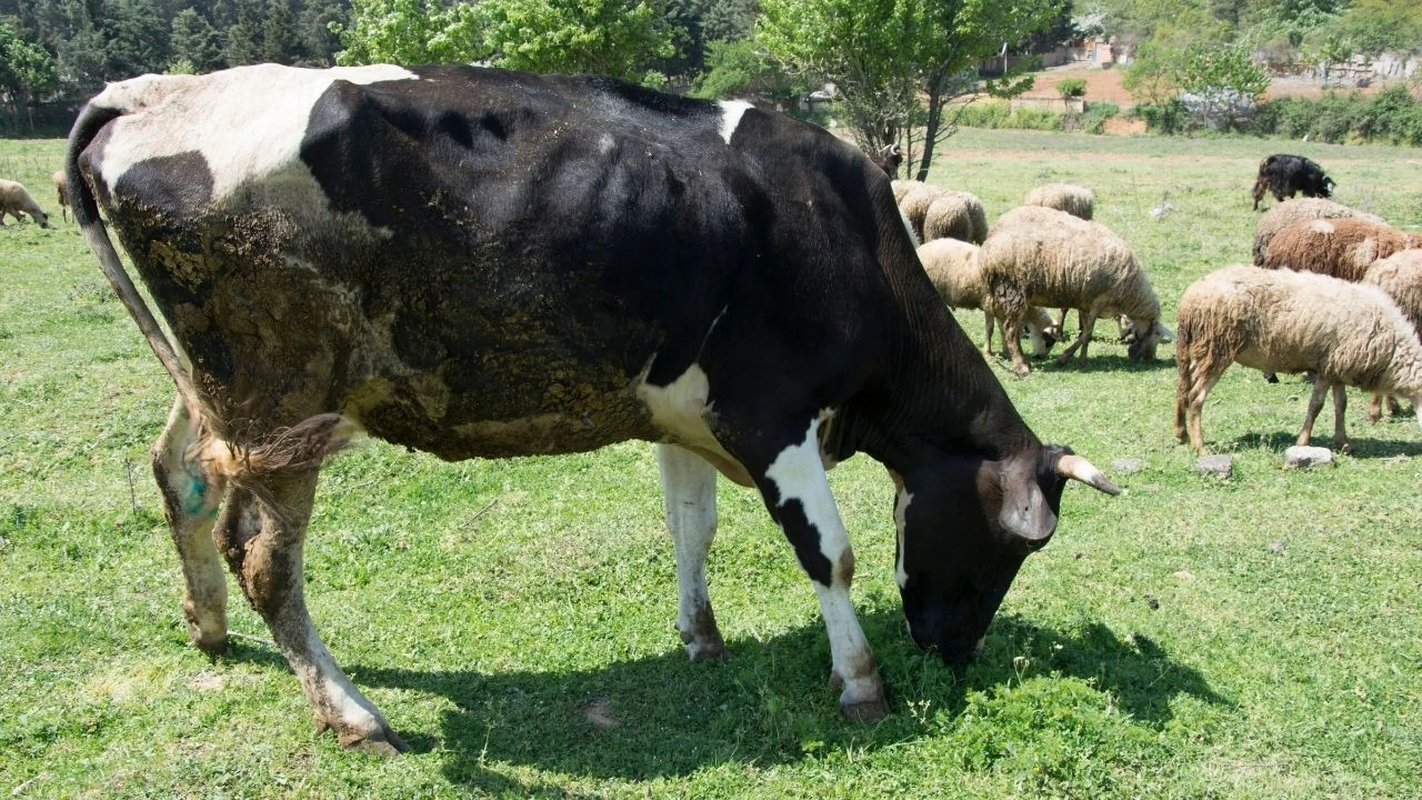 Kurban bayramında kurban etini pay ederken kimlere verdiğinize, nasıl paylaştığınıza dikkat edin!