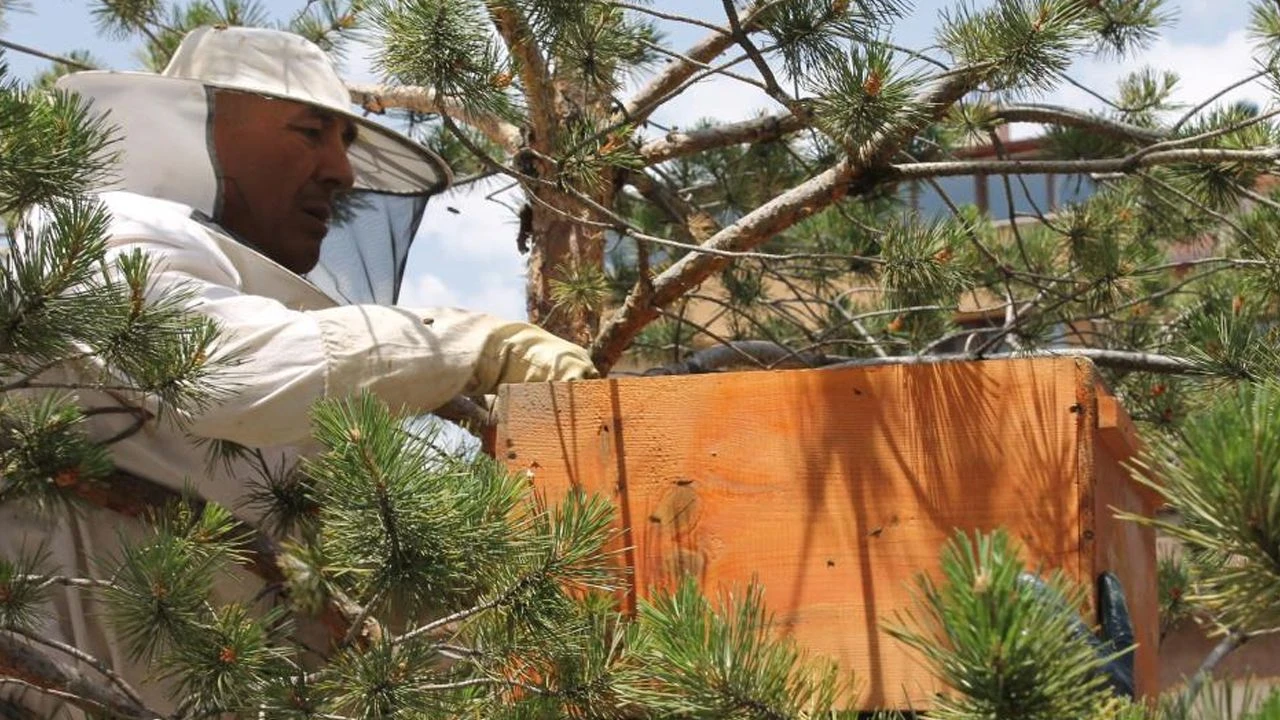 Oğul veren arı, ilgi odağı oldu! Şaşkına çeviren anlar kamerada