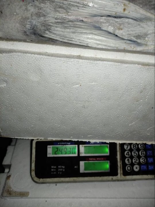 Dev balığı görünce gözlerine inanamadı! 25 kiloluk akya balığıyla 5 aile doydu - 4. Resim