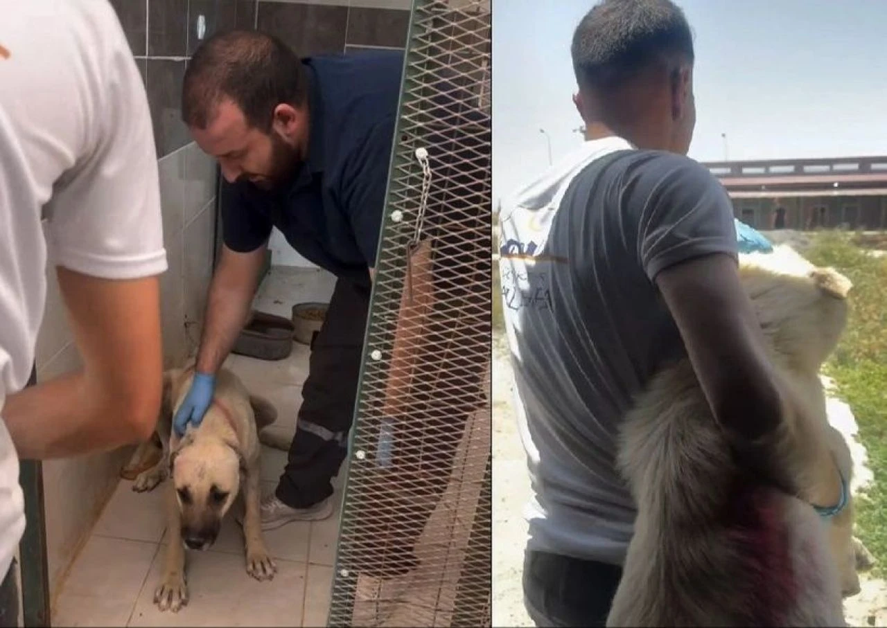 Kuduz köpekleri Ankara'ya taşımıştı! 4 yıla kadar hapsi isteniyor