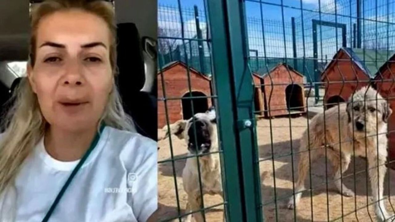 Kuduz köpekleri Ankara'ya taşımıştı! 4 yıla kadar hapsi isteniyor