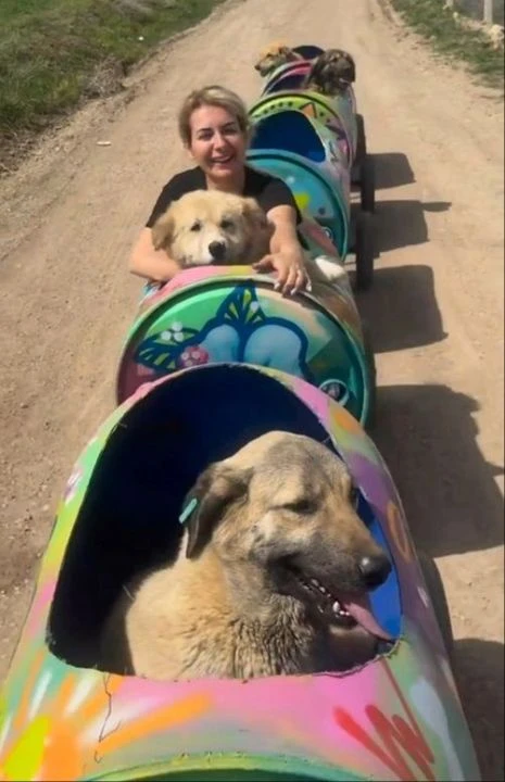 Kuduz köpekleri Ankara'ya taşımıştı! 4 yıla kadar hapsi isteniyor