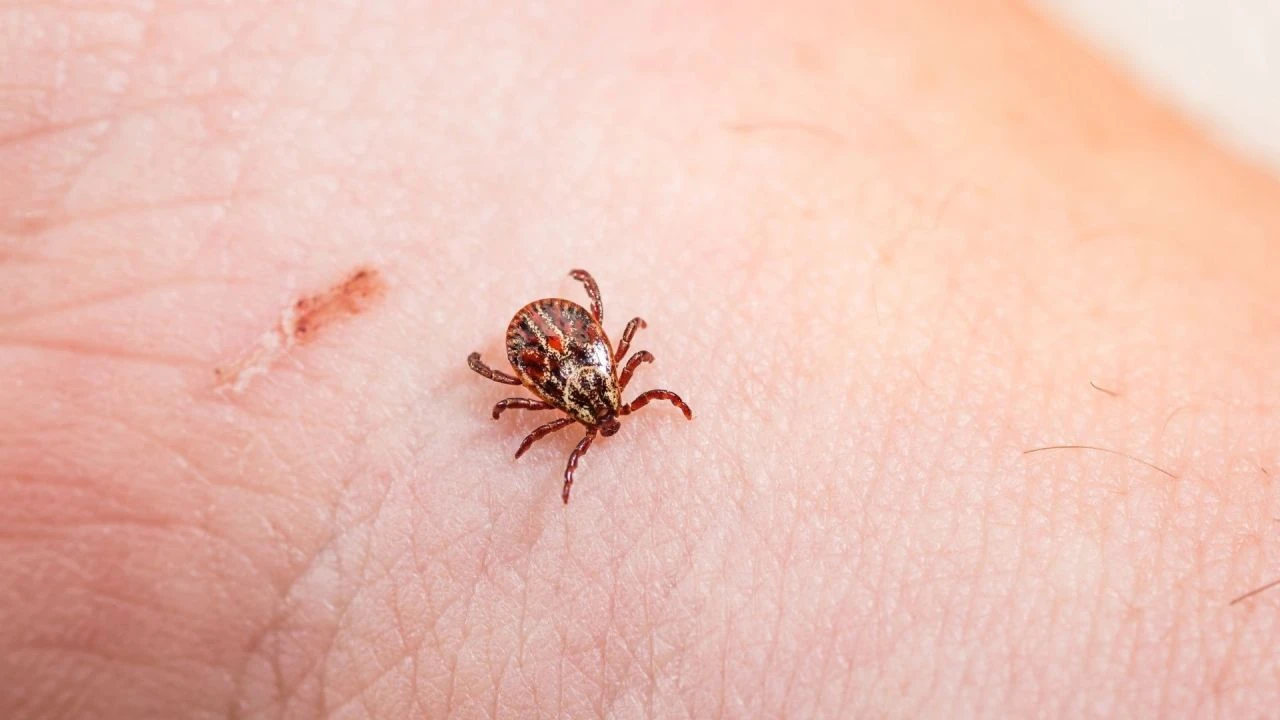 Sivas'ta son 1 haftada 4 kişi kene ısırmasından hayatını kaybetti! Uzmanlar kritik eşik açıklaması yaptı
