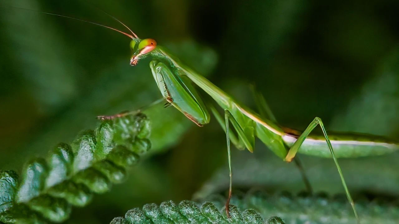 Kenelerin baş düşmanı Peygamberdevesi böceği! Uzmanlardan çiftçilere öldürmeyin uyarısı - 2. Resim