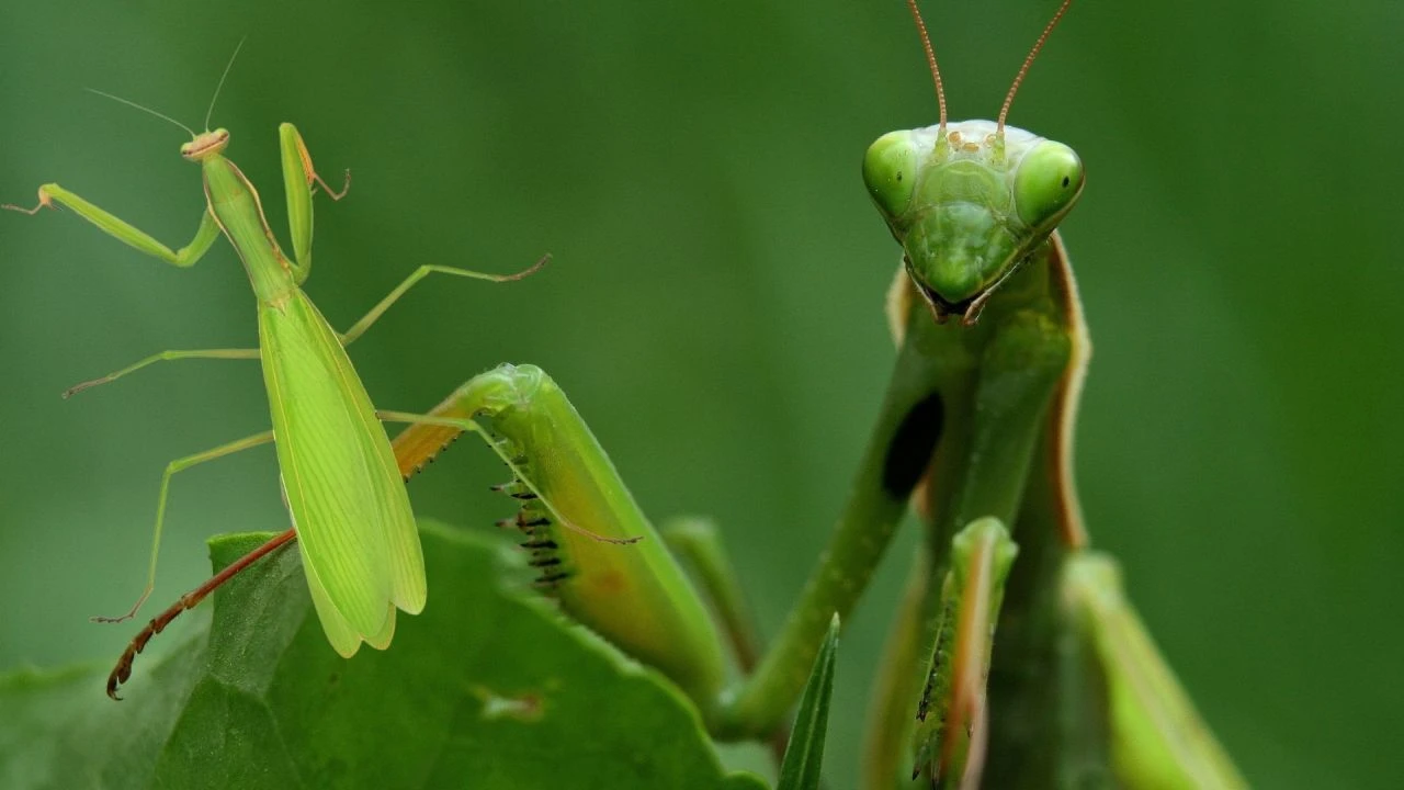 Kenelerin baş düşmanı Peygamberdevesi böceği! Uzmanlardan çiftçilere öldürmeyin uyarısı - 1. Resim