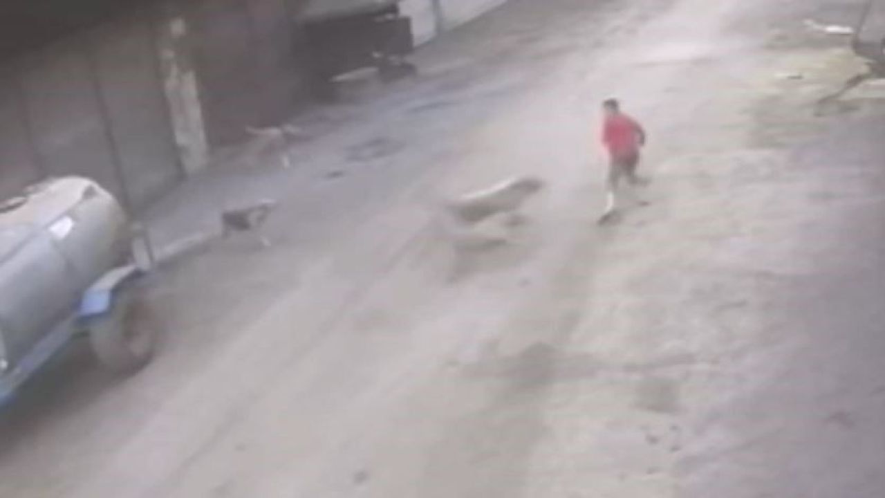 Küçük çocuk, başıboş sokak köpeğinin saldırısına uğradı: Korkunç anlar kamerada - 1. Resim
