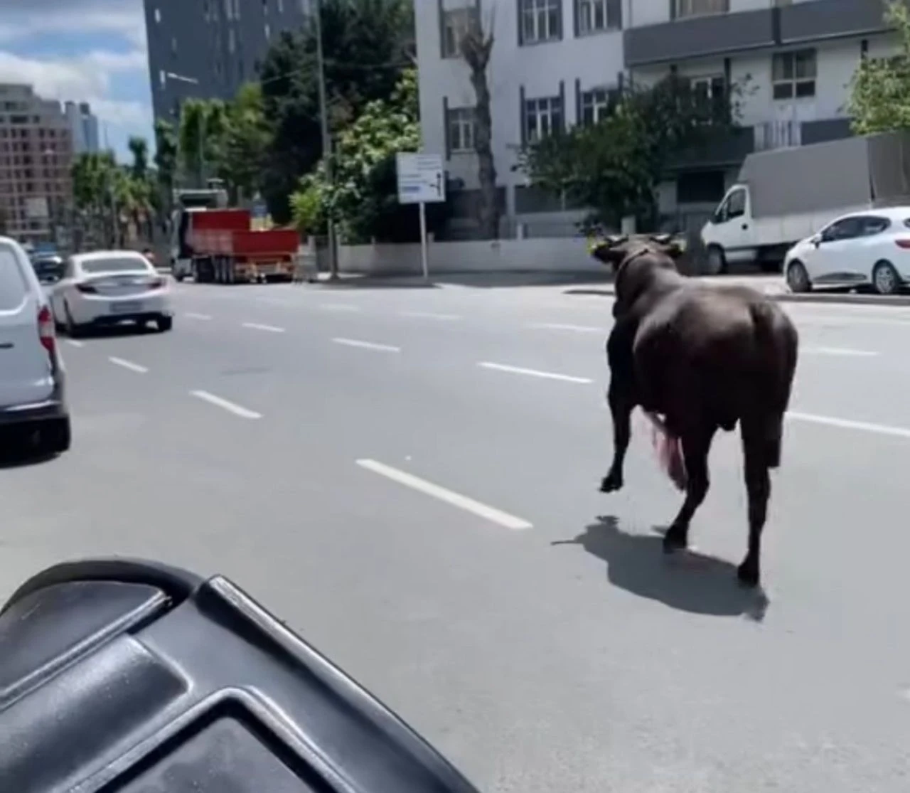 Kurbanlık dana ortalığı birbirine kattı! Sahibinin elinden kurtulup 2 ilçe değiştirdi - 1. Resim