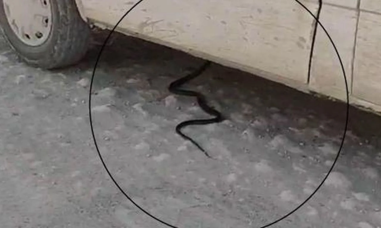 Yılan araca girdi, olanlar oldu: Babamla beraber arabayı kullanıyor - 1. Resim