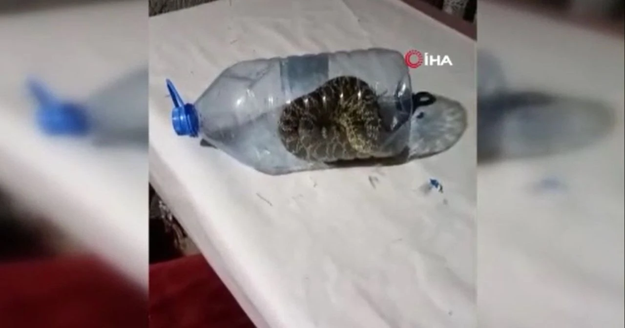 'Yılanların efendisi' bu defa yakaladığı yılanı pet şişeye tıktı - 1. Resim