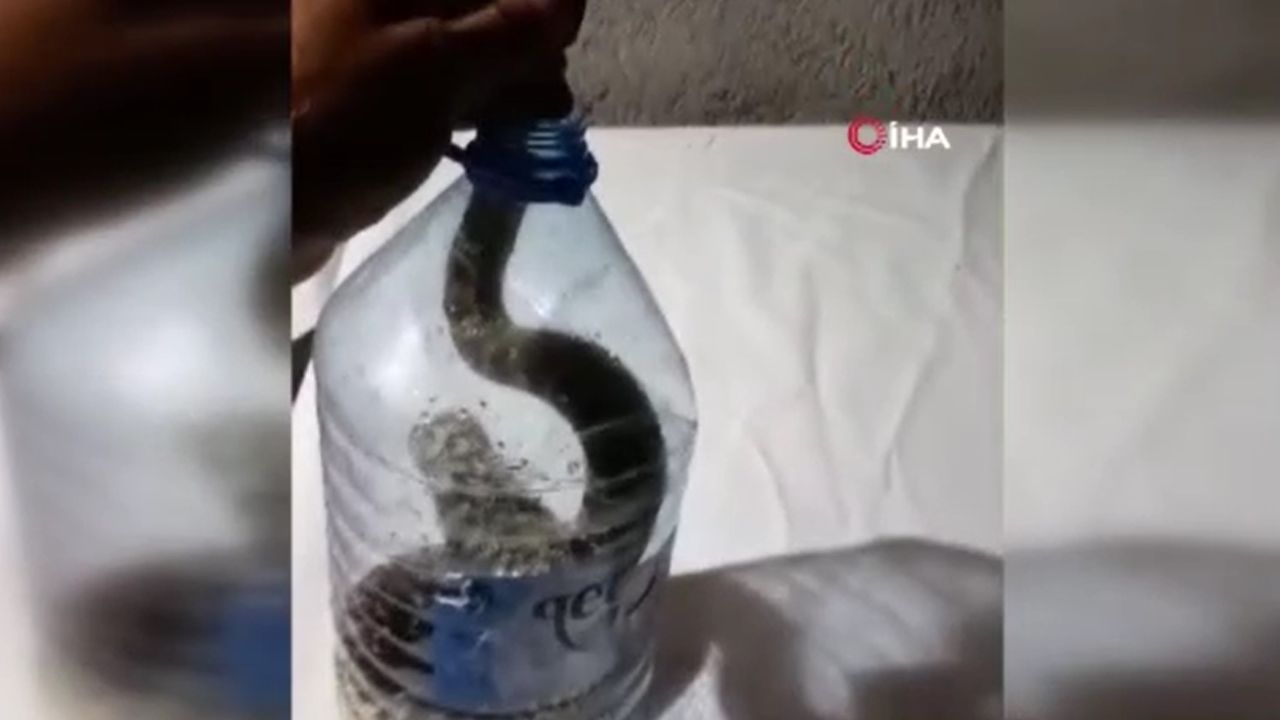 'Yılanların efendisi' bu defa yakaladığı yılanı pet şişeye tıktı - Gündem