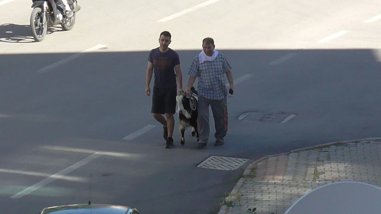 Firari kurbanlık kovalamaca ile yakalandı - 1. Resim