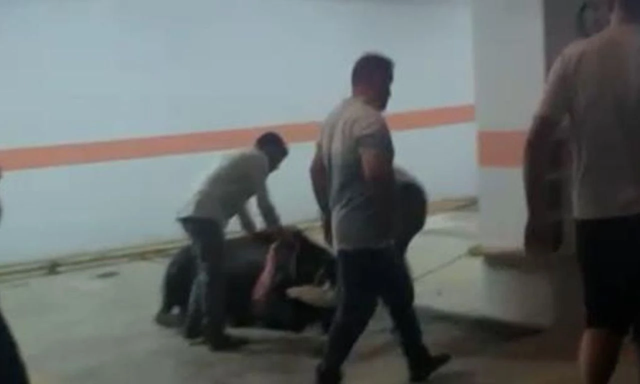 Kurbanlık boğa otoparka girdi, ekiplerle köşe kapmaca oynadı: O anlar kamerada