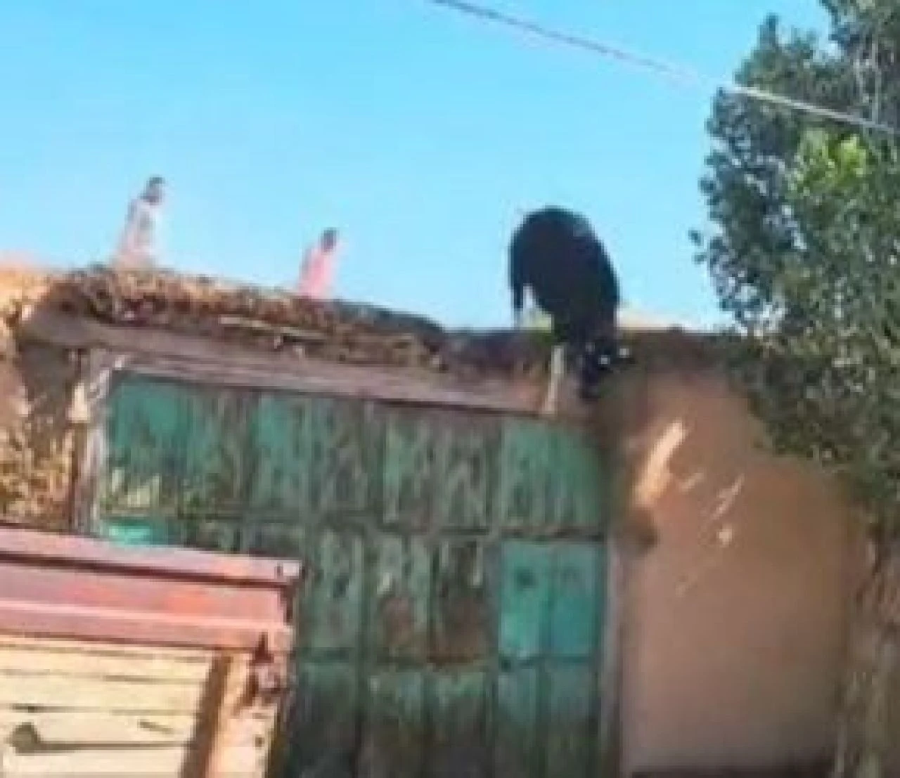 Kurbanlık dana sahibinden kaçarak çatıya çıktı! Metrelerce yükseklikten böyle düştü