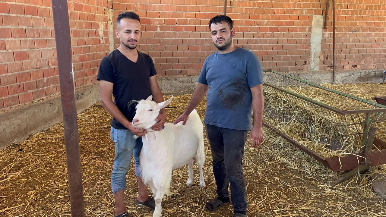 Bu keçinin öyle bir yeteneği var ki... Sahibi tüm teklifleri reddediyor!