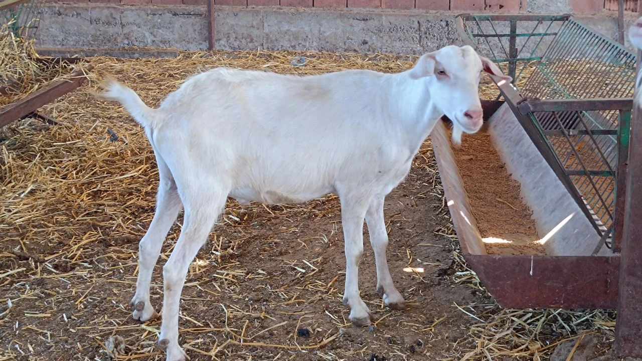 Bu keçinin öyle bir yeteneği var ki... Sahibi tüm teklifleri reddediyor!