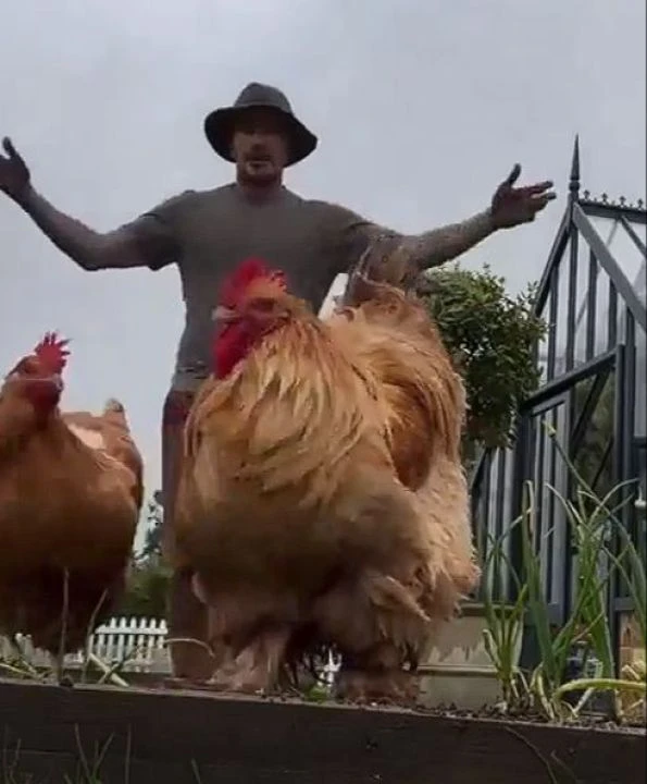 Eski futbolcu David Beckham milyonluk malikanesinin bahçesinda soğan yetiştiriyor! - 1. Resim