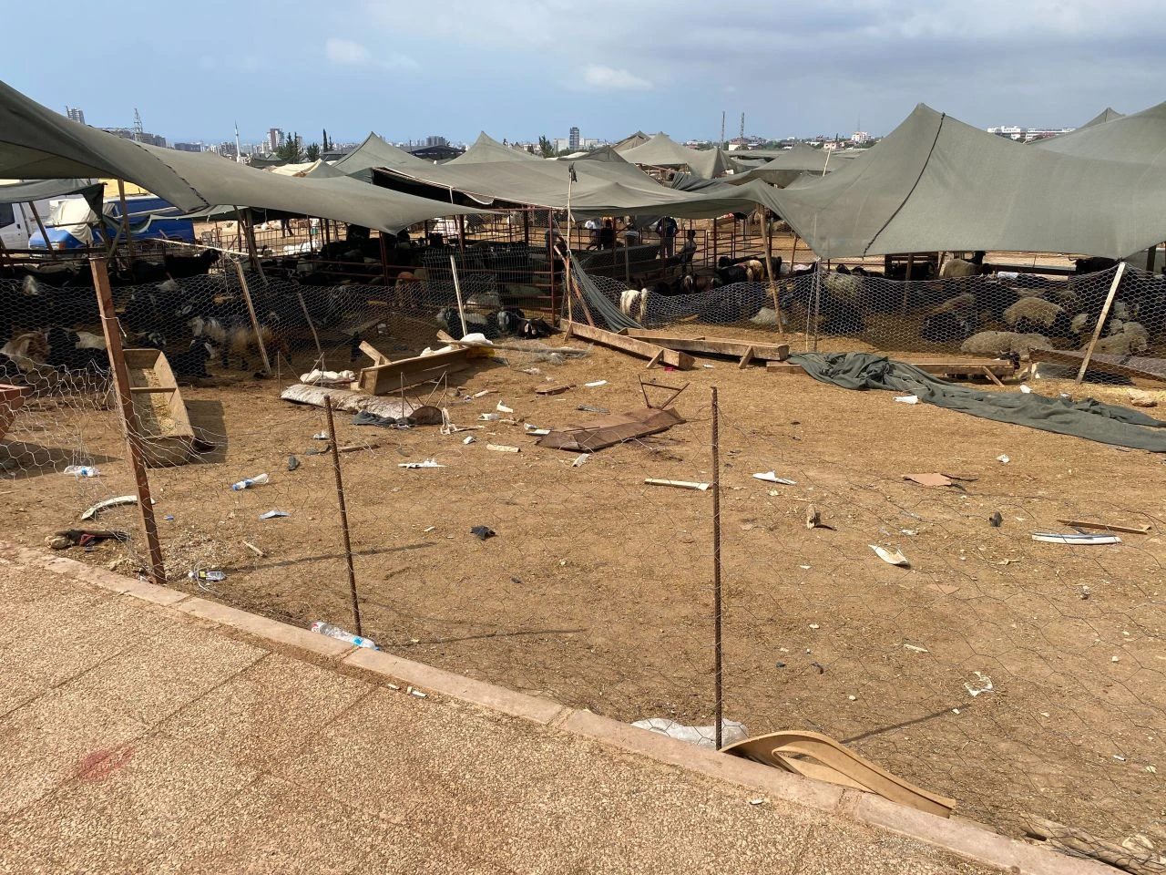 Otomobil hayvan pazarına daldı! 8 <a href=