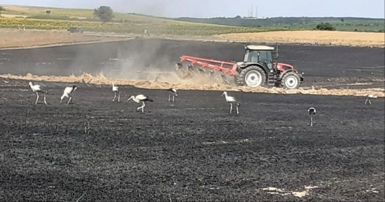 Sigara izmaritinden çıkan yangında 38 ton buğday kül oldu - 2. Resim