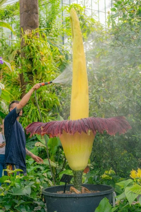 Dünyanın en kötü kokan bitkisi! Boyu 3 metre 48 saat canlı kalıyor
