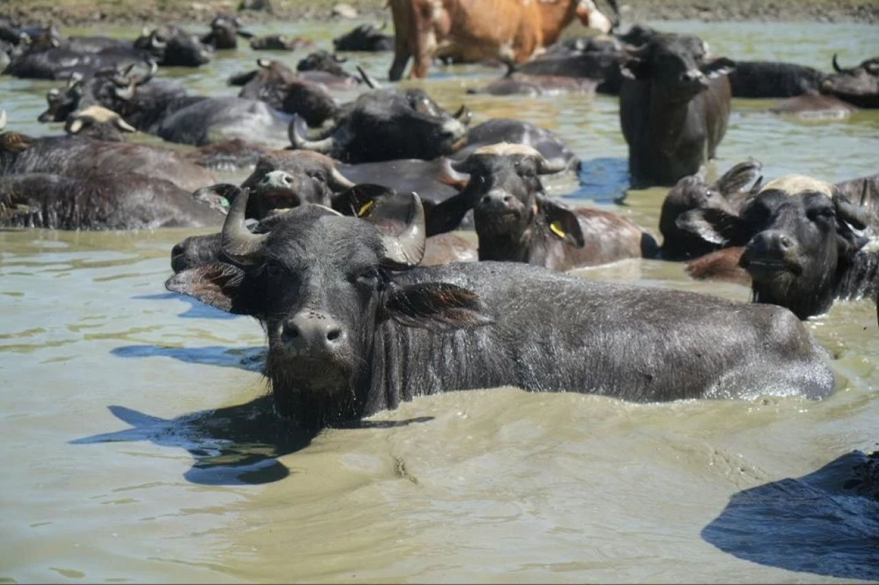 Görüntüler belgeselleri aratmıyor! Serengeti değil Muş - 1. Resim