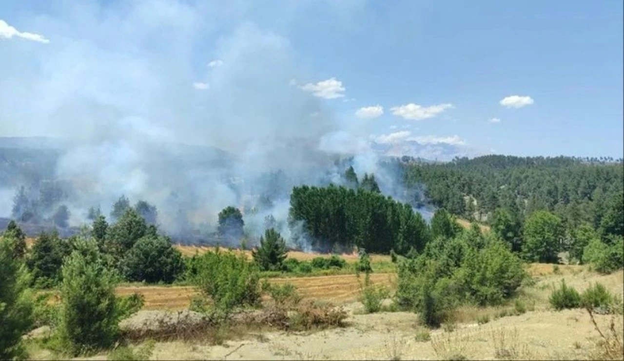 Elazığ ve Balıkesir'de orman yangını: Ekipler canla başla alevlere müdahale ediyor