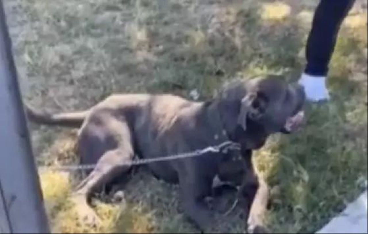 İstanbul'da başıboş pitbull köpek dehşet saçtı: 2 kişi yaralandı! - 2. Resim