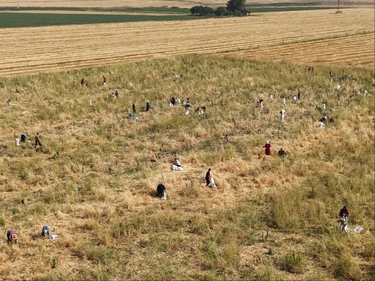 Mardinli çiftçiden alkışlanacak hareket! Vatandaş tarlaya akın etti - 2. Resim