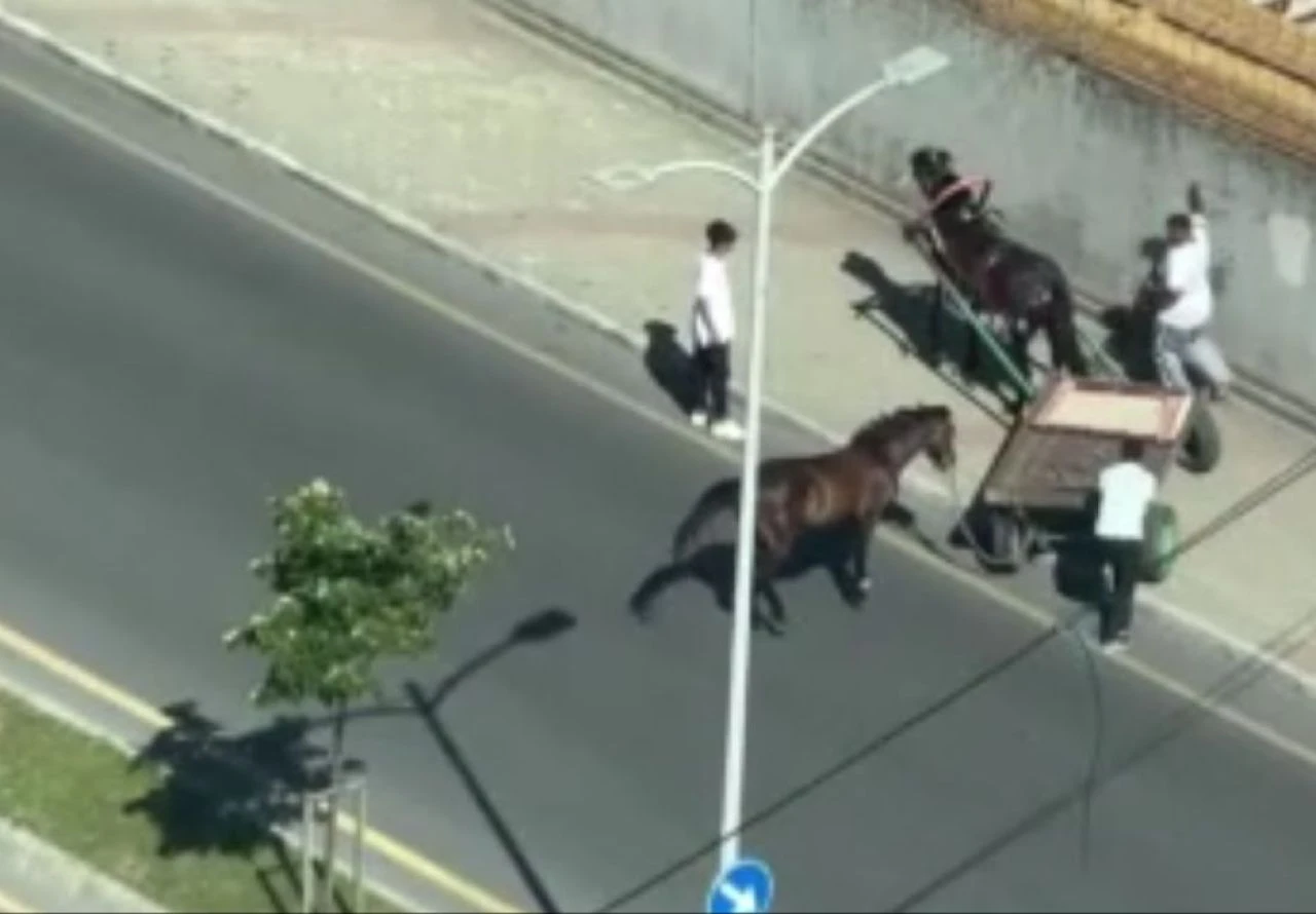 Vicdansızlığın böylesi! Atı öldüresiye sopalayan adama tepki yağdı - 1. Resim