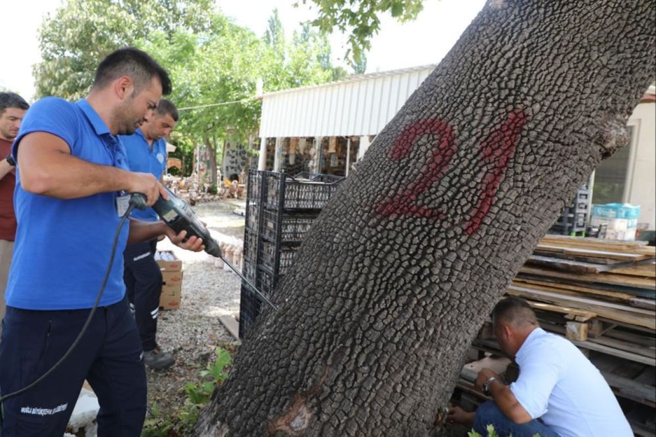 Muğla'da ilk defa görüldü: Ekipler alarma geçti, her şeyi yiyor - 1. Resim