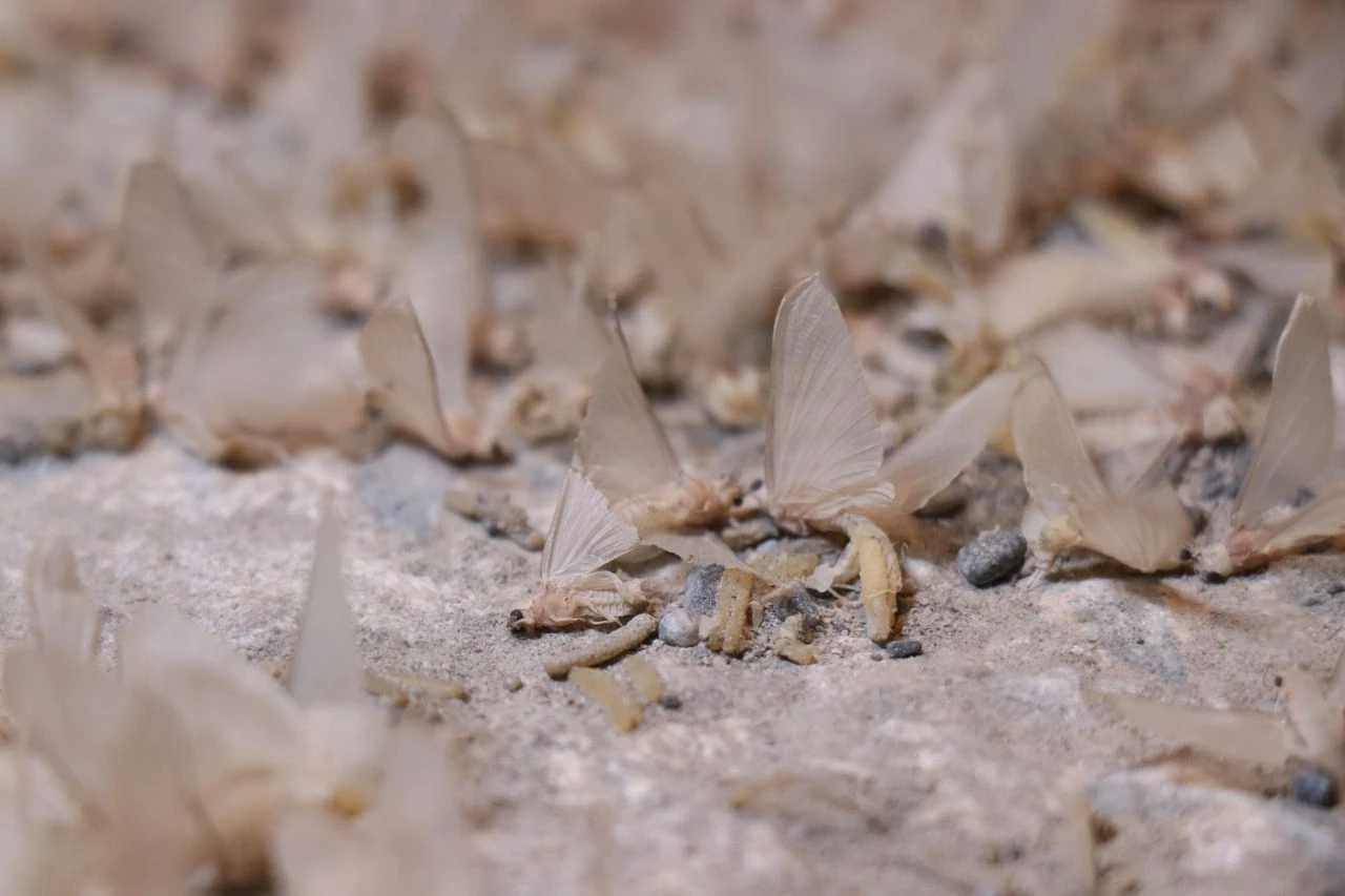 Ölüme uçuş başladı! Vatandaşlar izlemek için koştu - 3. Resim