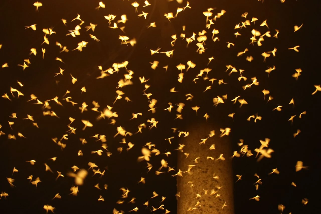 Ölüme uçuş başladı! Vatandaşlar izlemek için koştu - 1. Resim