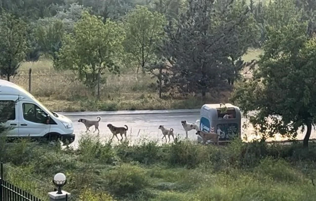 Belediyeler başıboş köpekleri toplamıyor! Mahkeme kararına rağmen vatandaş saldırılardan kurtulamadı