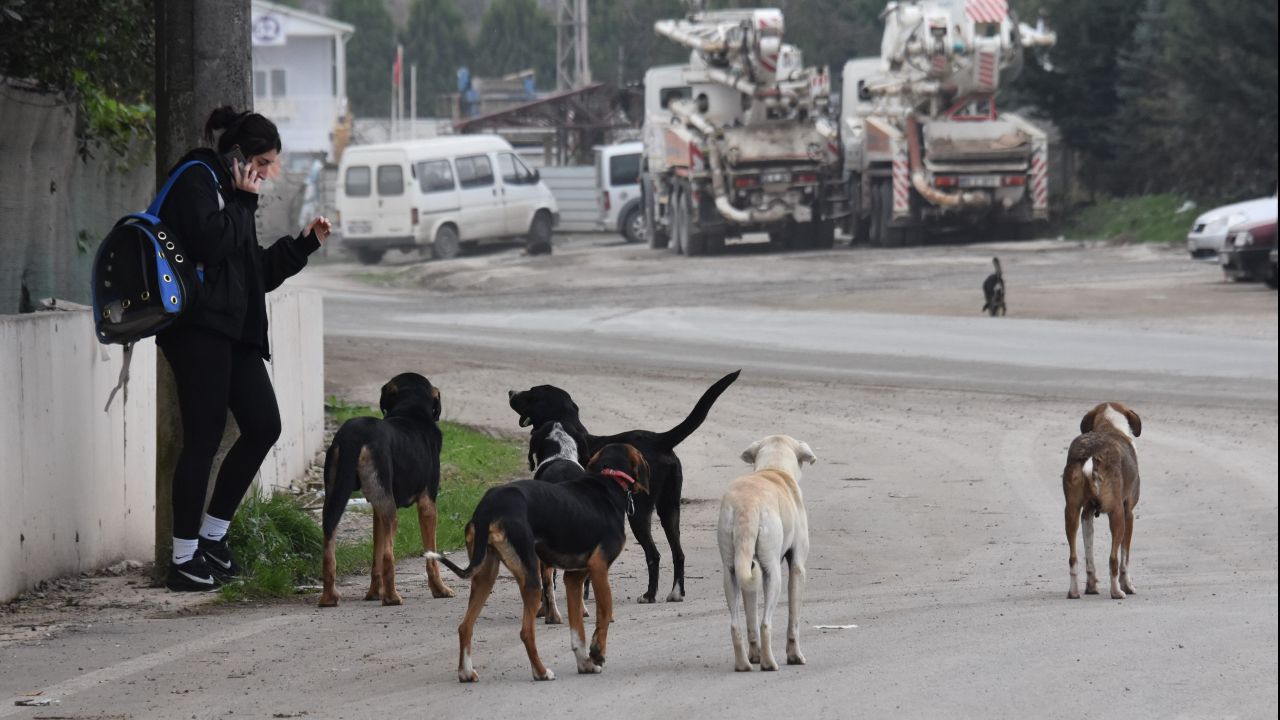 Belediyeler başıboş köpekleri toplamıyor! Mahkeme kararına rağmen vatandaş saldırılardan kurtulamadı